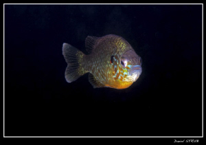 Pumkinseed sunfish :-D by Daniel Strub 